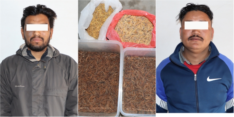 अवैध रूपमा यार्सागुम्बा कारोबार गर्ने २ जना पक्राउ